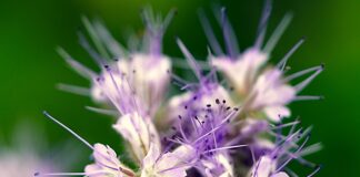 Ile kosztuje 1 kg facelii?